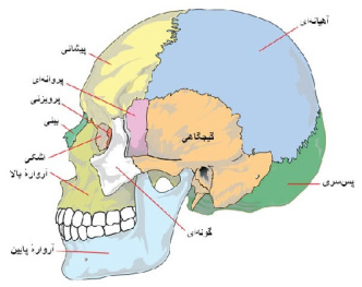 پاورپوینت آناتومی انسانی و سیستم عصبی محیطی