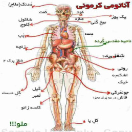 پاورپوینت درباره آناتومی