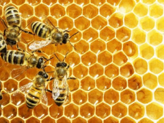 دانلود پاورپوینت تولید مثل و تشکیلات کندوی  زنبور عسل