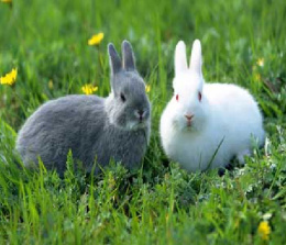 دانلود تحقیق کلاسی درباره خرگوش ها(با توضیحات کامل)