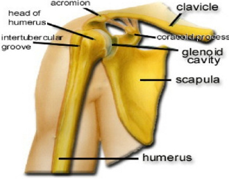 پاورپوینت آناتومی و حرکت شناسی مفصل شانه -50 اسلاید
