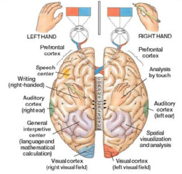 پاورپوینت مغز و یادگیری کودک رویکرد نوروپسیکولوژیک -25 اسلاید -22 اسلاید انگلیسی که به صورت توضیح تصویری هست و امکان ویرایش کلمات وجود ندارد