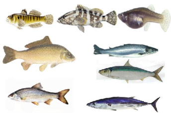 پاورپوینت ماهی شناسی عمومی(Ichthyology) -87 اسلاید-14 اسلاید انگلیسی مربوط به تصاویر