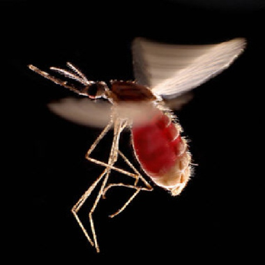 پاورپوینت در مورد مالاريا -118 اسلاید -9 اسلاید انگلیسی
