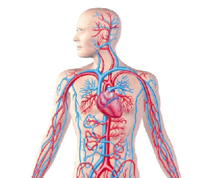 تحقیق در مورد دستگاه گردش خون انسان