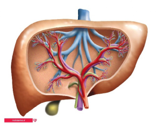 پاورپوینت عملکرد طبیعی کبد