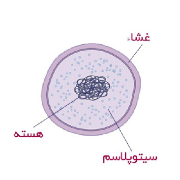 پاورپوینت در مورد سلول