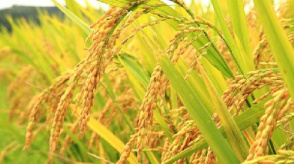 مقاله  بررسی نیاز اکولوژیکی و مواد و عناصر غذایی مورد نیاز برنج