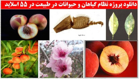 دانلود پروژه نظام گیاهان و حیوانات در طبیعت