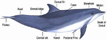 مقاله همه چیز در مورد دلفین ها