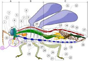 دانلود تحقیق  آناتومی خارجی حشرات
