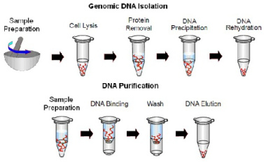 پاورپوینت روش های استخراج DNA از بدن DNA EXTRACTION METHODS