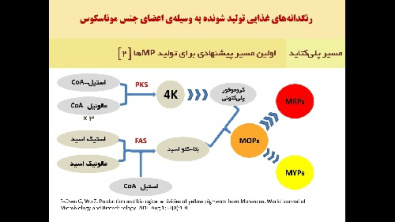 سمینار با موضوع تولید رنگدانه توسط قارچ های رشته ای در قالب 20 اسلاید پاور پوینت