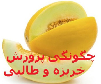 تحقیق دانشجویی چگونگی پرورش خربزه و طالبی word