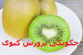 تحقیق دانشجویی (چگونگی پرورش کیوی) word