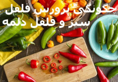 چگونگی پرورش فلفل دلمه و فلفل سبز