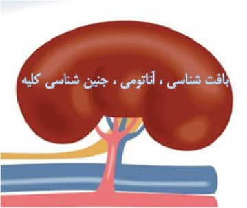 بافت شناسی، آناتومی و جنین شناسی کلیه