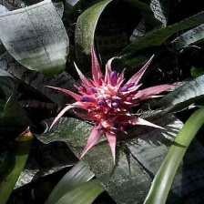 پاورپوينت گلهای آپارتمانی- Bromeliaceae