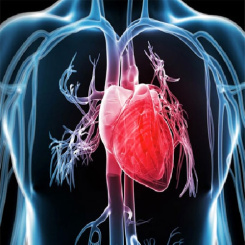 پاورپوینت فیزیولوژی قلب و دستگاه گردش خون(طراحی حرفه ای)رشته پزشکی