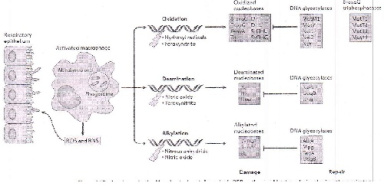 مقاله مروری ترجمه شده با عنوان ضرورت BER: تعمیر آسیب DNA در باکتری های بیماری زای انسانی