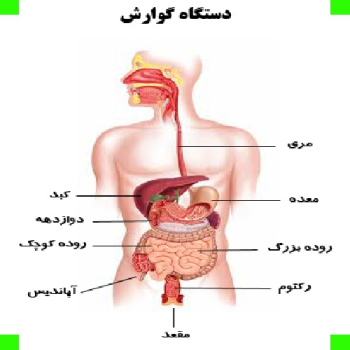 پاورپوینت تصاویر آناتومی دستگاه گوارش