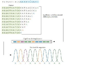 فصل چهار کتاب بیوتکنولوژی مولکولی؛ اصول و کاربردهای DNA نوترکیب- با عنوان سنتز، تکثیر و توالی یابی DNA- به همراه ترجمه کامل فصل