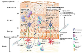 مقاله مروری ترجمه شده با عنوان نقش ایمنی ذاتی در مقابل عفونت های پاپیلوماویروس (HPV ) انسانی و اثرات مواد کمک کننده به پیشبرد پاسخ ایمنی