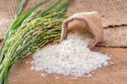 پاورپوینت بیماریهای برنج