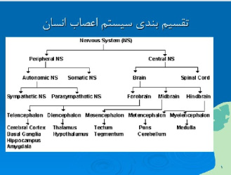 پاورپوينت با عنوان تقسیم بندی سیستم اعصاب انسان