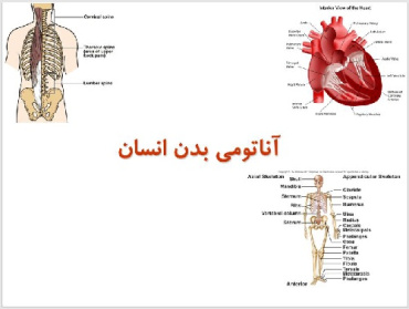 پاورپوينت با عنوان آناتومی بدن انسان