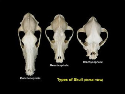 پاورپوينت با عنوان رادیولوژی دامپزشکی ، جمجمه سگ  VETERINARY RADIOLOGY Skull