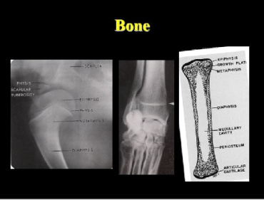 پاورپوينت با عنوان رادیولوژی دامپزشکی ، استخوان  VETERINARY RADIOLOGY Bone