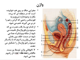 پاورپوينت با عنوان آناتومی دستگاه تناسلی