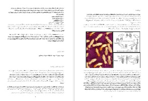 تحقیق با عنوان الهام از لانه مورچه در معماری