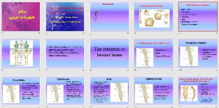 پاورپوينت با عنوان سیستم اسکلتی Skeletal system