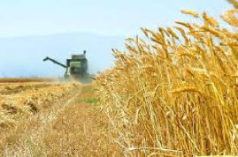 تحقیق درباره بررسی کاهش ضايعات بذر مصرفی گندم