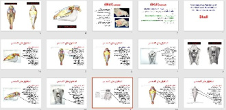 پاورپوينت با عنوان جمجمه اسب