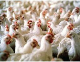 تحقیق درباره آنفلوانزای مرغی
