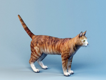 مدل سه بعدی گربه ( همراه تکسچر )