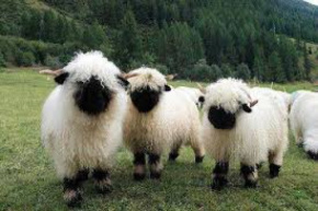 تحقیق درباره رفتار شناسي كاربردي گوسفند