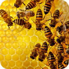 تحقیق درباره زنبور عسل