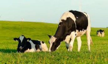 تحقیق درباره سازه هاي موثر بر بروز رفتارهاي فحلي در گاو
