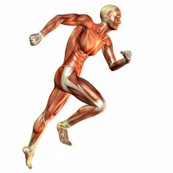 پاورپوینت کامل و جامع با عنوان تحليل عضلانی حركات و مهارت های ورزشی در 36 اسلاید