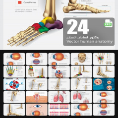 مجموعه وکتور آناتومی انسان