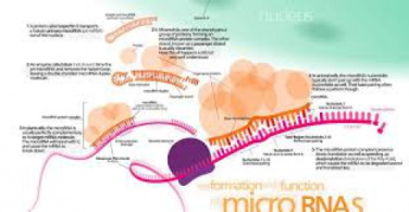 پاورپوینت در مورد میکرو RNA و بیماری POF در زنان