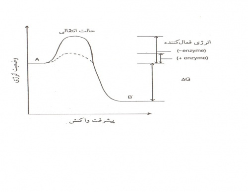 پاورپوینت آنزيم ها