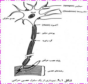 پاورپوینت  تحليل الکتروفيزيولوژي سلول