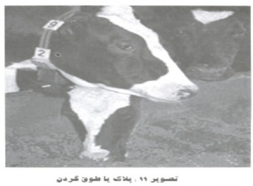 پاورپوینت ثبت مشخصات گاو شیری