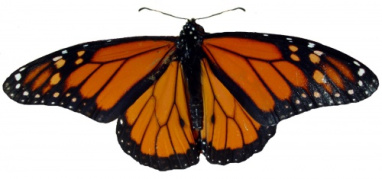 پروانه لایه باز نارنجی(png)