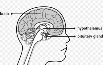 پاورپوینت ارائه غده هیپوتالاموس و هورمون های آن (hypothalamus endocrine)